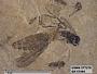 Insecta