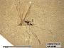 Insecta