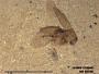 Insecta