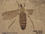 Insecta