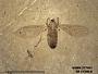 Insecta