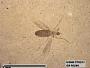 Insecta