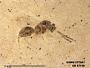 Insecta
