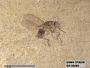 Insecta