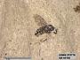 Insecta