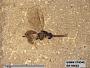 Insecta