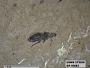 Insecta