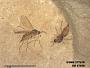 Insecta