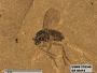 Insecta