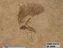 Insecta