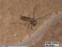 Insecta