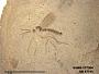 Insecta