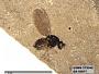 Insecta