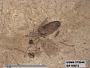 Insecta