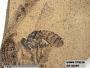 Insecta