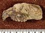 Interatherium robustum Ameghino