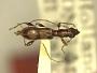 Iphrobrium constricticollis