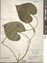 Ipomoea alba L.