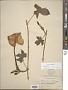 Ipomoea alba L.