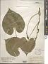 Ipomoea alba L.