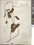 Ipomoea guyanensis (Aubl.) Choisy