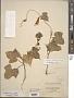 Ipomoea nil (L.) Roth
