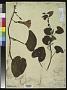 Ipomoea nymphaeifolia Griseb.