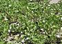 Ipomoea pes-caprae subsp. brasiliensis (L.) Ooststr.
