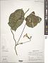 Ipomoea purpurea (L.) Roth