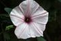 Ipomoea setifera Poir.