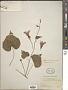 Ipomoea trifida (Kunth) G. Don