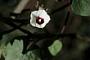 Ipomoea triloba L.