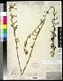 Ipomopsis aggregata (Pursh) V.E. Grant