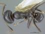 Iridomyrmex albitarsus
