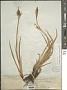 Iris missouriensis Nutt.
