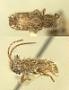 Ischnolea longipilis