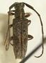 Ischnolea peruana