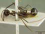 Ischnomyrmex gonacantha