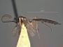 Ischnopsidea alberta