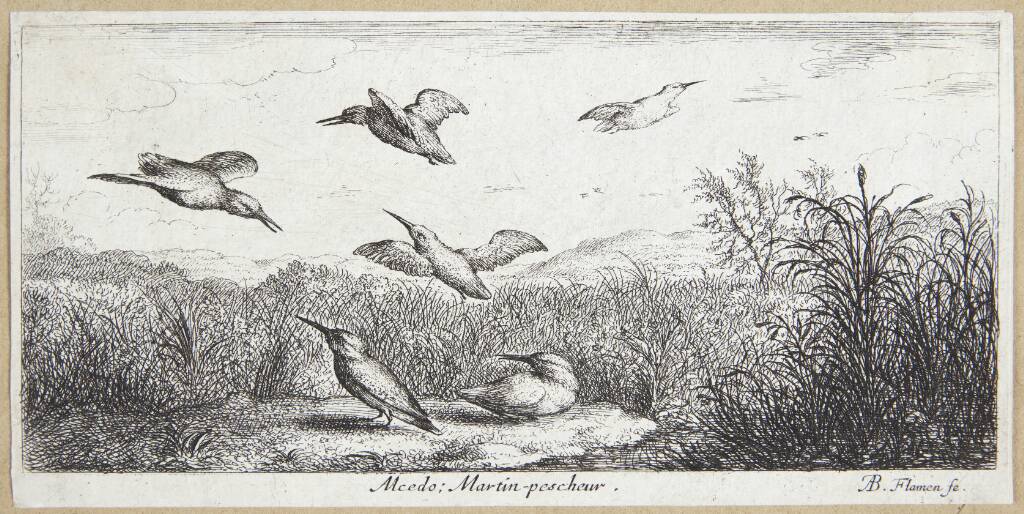 Isfuglen (Alcedo)
