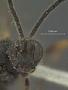 Isochresta unicincta