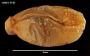 Isophryxus concavus