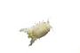 Isopoda