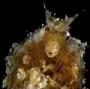 Isopoda
