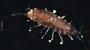 Isopoda