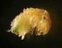 Isopoda