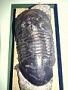 Isotelus sp