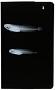 Istiblennius edentulus enosimae
