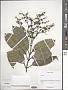Itea sp.