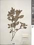 Itea virginica L.
